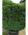 Самшит вічнозелений Арборесценс / Деревовидний | Buxus sempervirens Arborescens | Самшит вечнозелёный Арборесценс / Древовидный